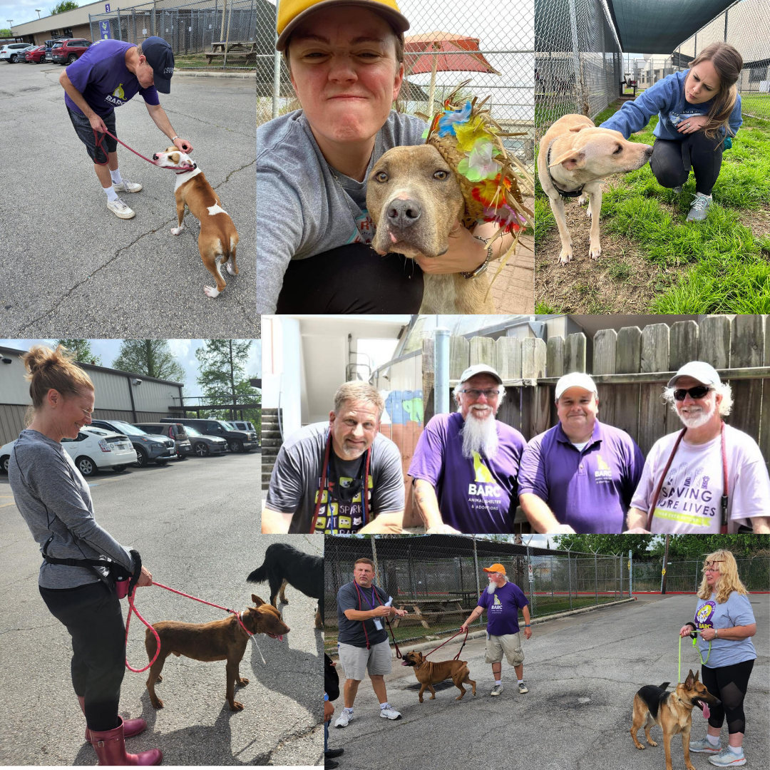 collage of volunteer photos